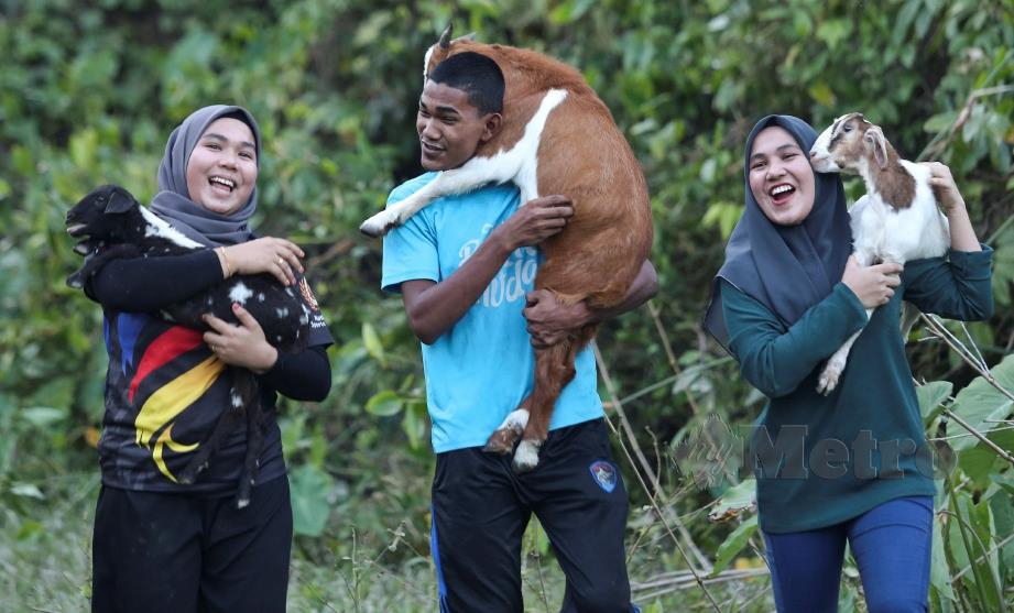 SITI Farah Nabihah (kanan) bersama Mohd Farhan Irfan dan Siti Fatin Nabilah (kiri) gembira bermain dengan anak kambing di sekitar rumah mereka di Kampung Pak Ba, Bukit Besar, Kuala Terengganu. 