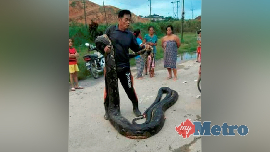 TINSUNG bersama 'Anaconda Sarawak' ditangkap di Bintulu. FOTO ihsan penduduk Kampung Kelawit