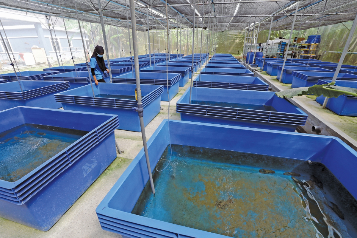  MENGGUNAKAN Re-Circulating Aquaculture System.
