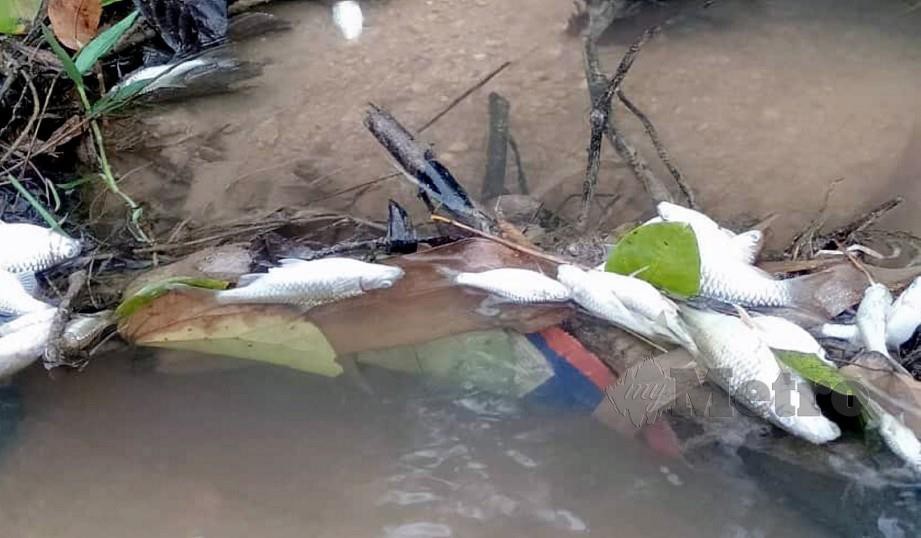 BANGKAI ikan di Sungai Menora, Kuala Kangsar. FOTO ihsan pembaca 