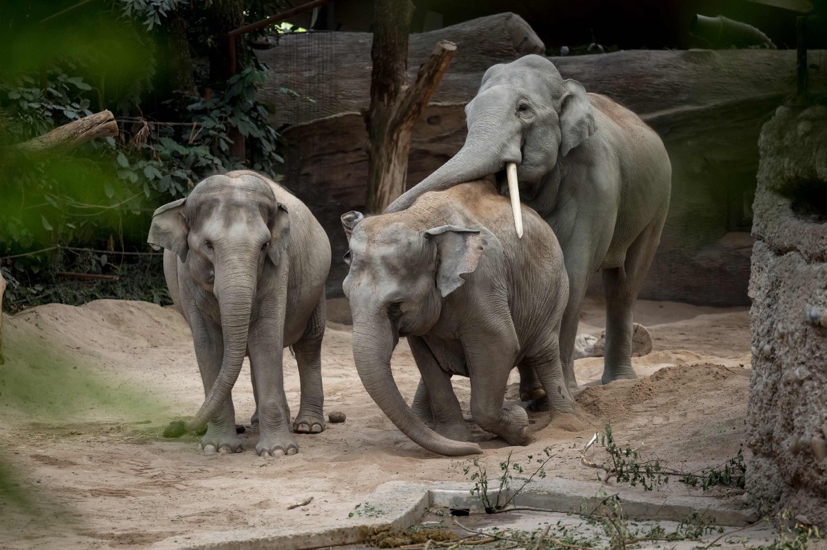 ANTARA gajah Asia yang ditempatkan Zoo Zurich. FOTO AFP