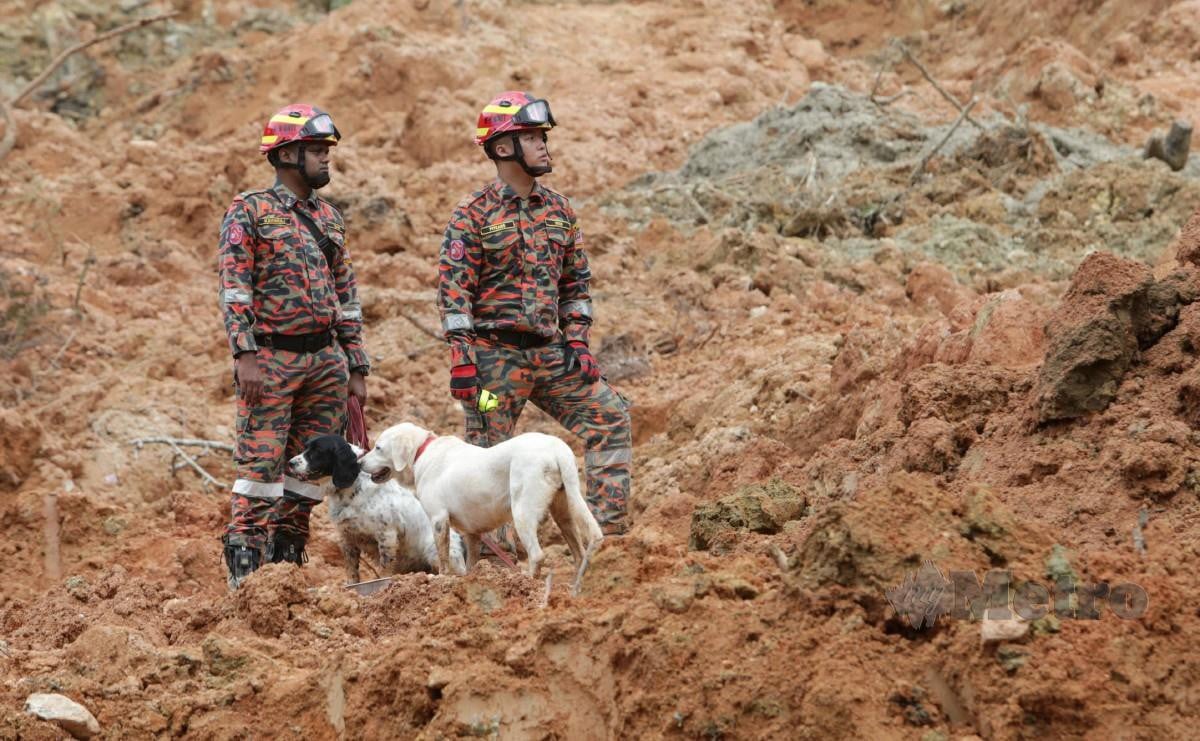 ANGGOTA penyelamat menggunakan anjing pengesan ketika melakukan SAR mangsa tanah runtuh di Father Organic Farm. FOTO Mohamad Shahril Badri Saali