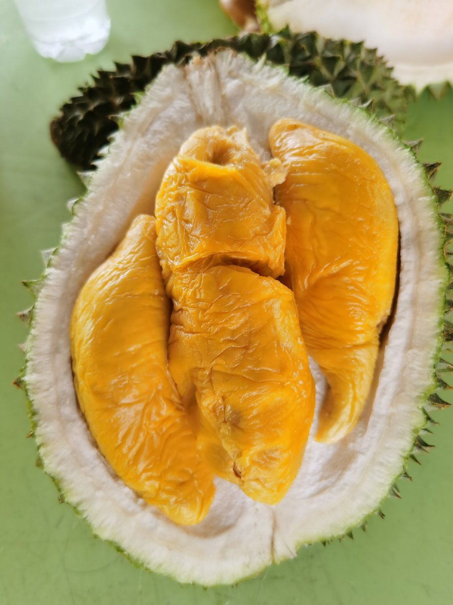 TEBAL dan penuh isi durian di dusun di Gopeng Perak.
