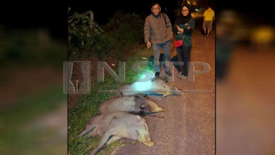 Norhizam (kiri) menunjukkan tiga babi hutan dewasa yang berjaya ditembak di Bukit Senjuang, Bandar Hilir. Foto Ihsan PERHILITAN