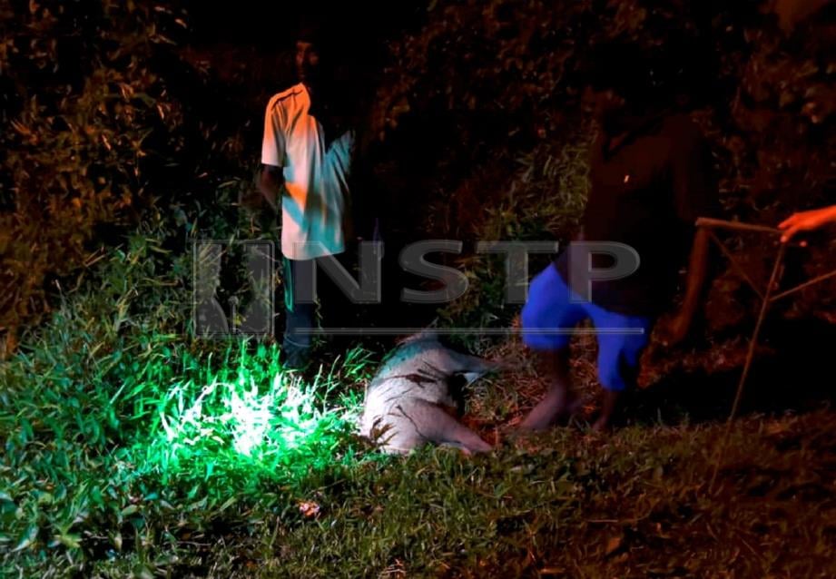PEMBURU berlesen berjaya menembak babi hutan dewasa di Bukit Senjuang, Banda Hilir. Foto Ihsan PERHILITAN