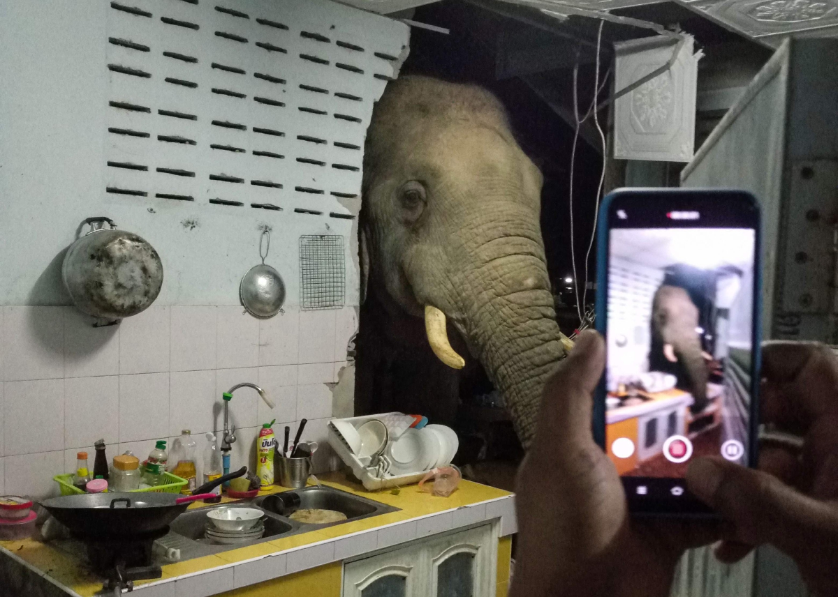 Kittichai Boodchan mengambil gambar gajah yang memasuki dapur rumahnya. FOTO AFP 