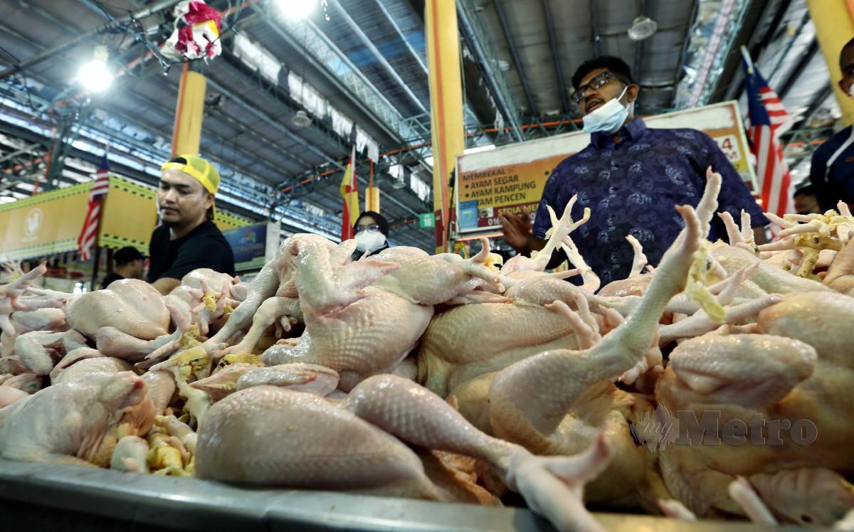 Tinjauan orang ramai membeli ayam berikutan kekurangan bekalan ayam segar seluruh negara di Pasar Borong Selangor. FOTO MOHD FADLI HAMZAH