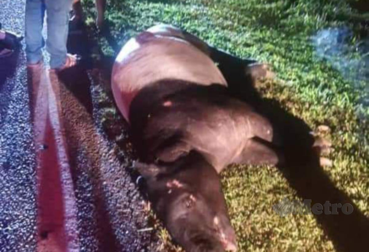 Seekor tapir mati akibat kemalangan dengan motosikal Kawasaki Z250 di Jalan Sungai Panjang, semalam. IHSAN TULAR