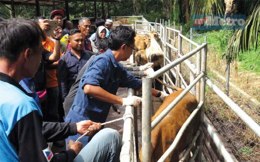 Urus ternakan sakit  Harian Metro