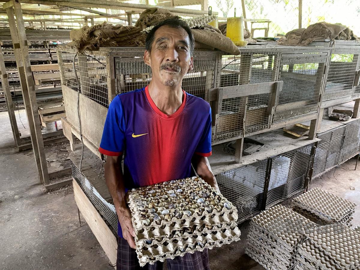 KOW menternak kira-kira 5,000 ekor burung berkenaan dan mampu menjual lebih 2,000 biji telur hari untuk pasaran setempat. FOTO Bernama 