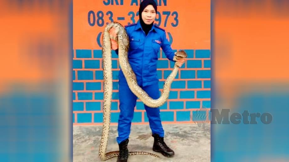 SITI Huzaimah menunjukkan ular sawa terbabit. FOTO Ihsan APM
