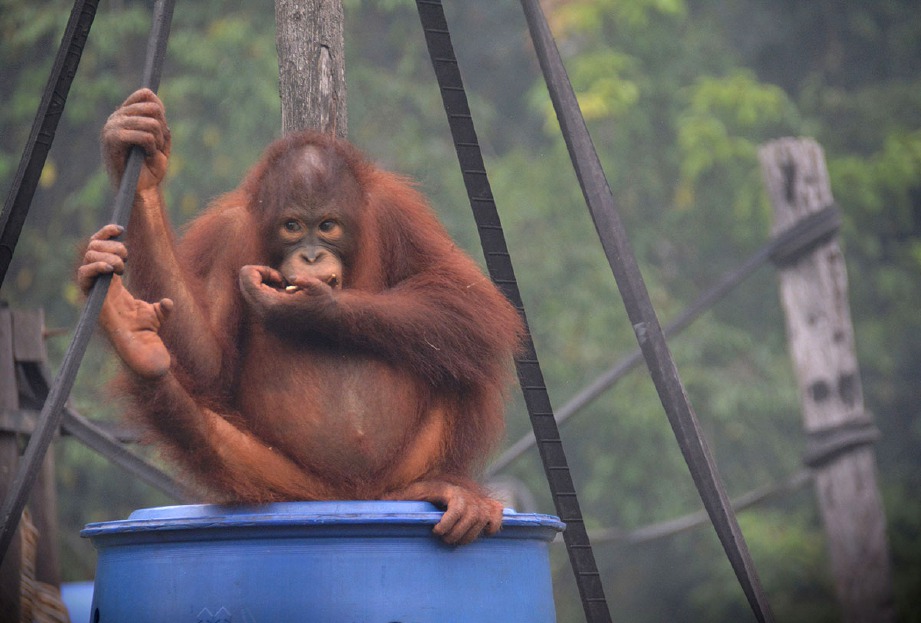 Orang utan sesak nafas kerana jerebu | Harian Metro