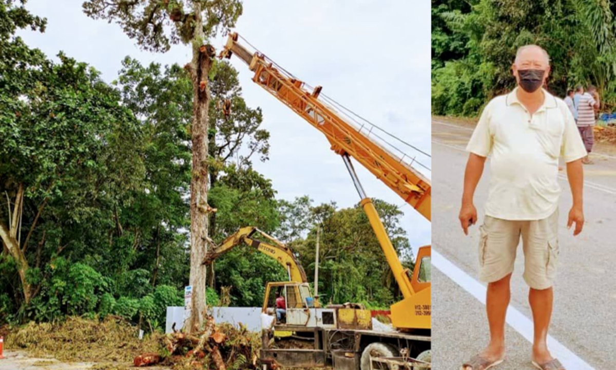 Pokok durian berusia kira-kira 50 tahun yang sudah mereput.  Lee Choon Ket hulur sumbangan untuk tebang dua batang pokok. FOTO IHSAN PEMBACA