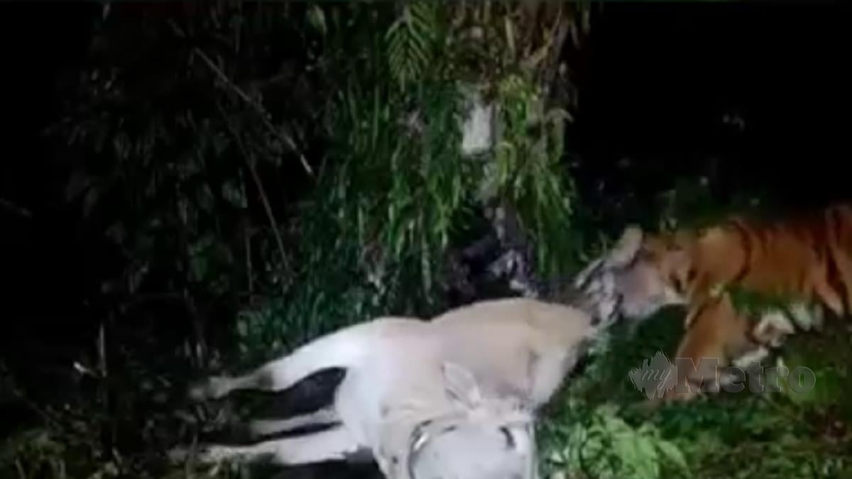 TANGKAP layar video tular memaparkan imej harimau membaham lembu yang dilaporkan di Indonesia. FOTO tular 