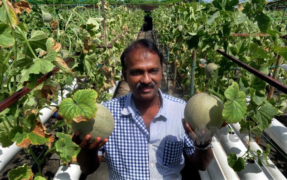 P Manickavasagam menunjukkan buah Rock Melon yang telah dipetik untuk dijual ketika ditemui di Seksyen 25 Shah Alam hari ini. FOTO BERNAMA