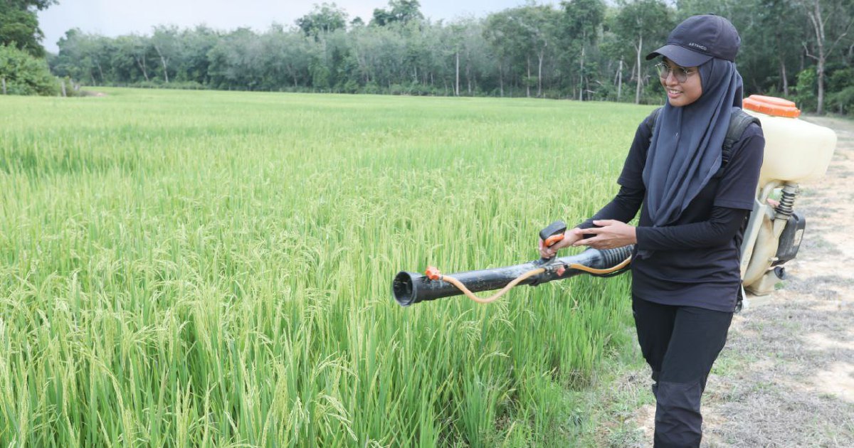 Menggarap sawah impian