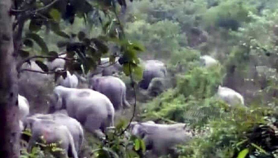 PENDUDUK Kampung Orang Asli Sungai Peroh, Azar Eja sempat merakam gambar sekumpulan gajah liar semasa terserempak pada Sabtu lalu. FOTO Ihsan Pembaca