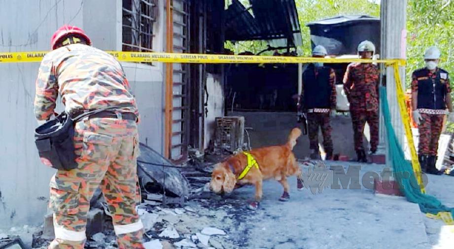 KHIDMAT anjing pengesan dari Unit Anjing Pengesan (K9) Jabatan Bomba dan Penyelamat Malaysia digunakan untuk mencari bukti bagi membantu siasatan kejadian kebakaran rumah di Pangkalan Nelayan Sungai Tepa, Langkawi yang mengorbankan nyawa tiga beranak. FOTO Hamzah Osman