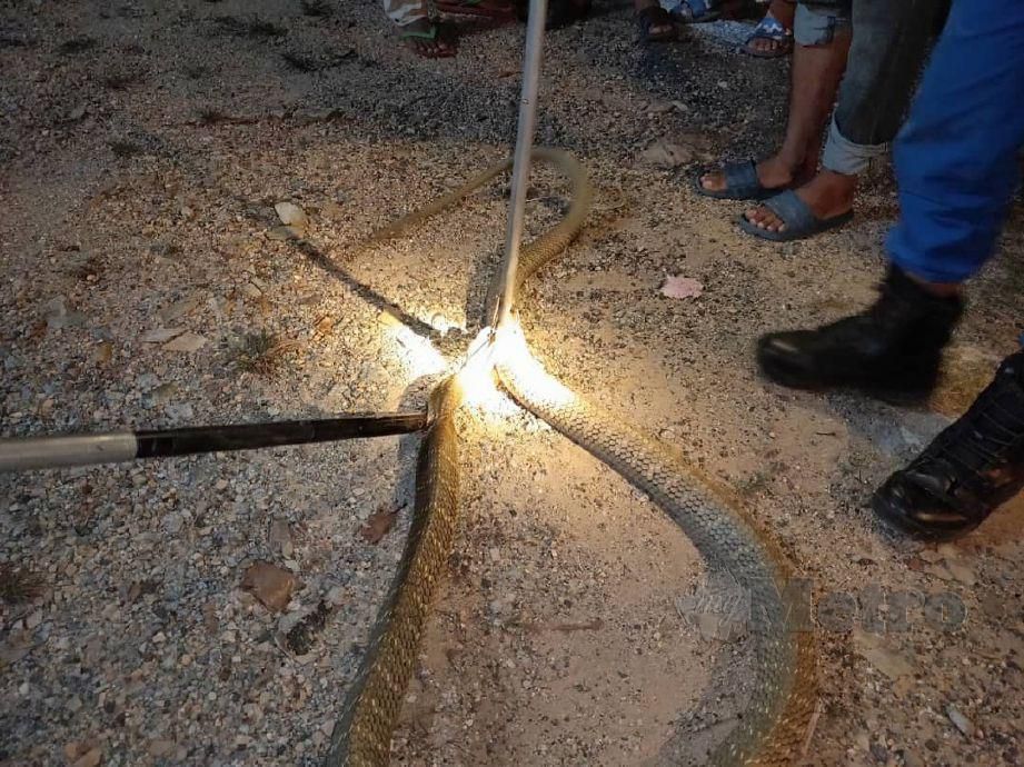 ULAR tedung selar sepanjang empat meter yang ditangkap anggota APM di bangsal besi barang terpakai di Kampung Bukit Naka. FOTO Ihsan APM