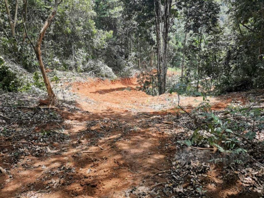 LALUAN yang dibuat oleh peneroka haram yang meratakan tanah di Kompartmen 19 Hutan Simpan Rimba Teloi, Sik untuk tujuan pertanian. FOTO Ihsan JPNK