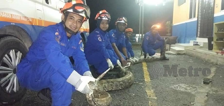 ANGGOTA Angkatan Pertahanan Awam Malaysia (APM) Kulim/Bandar Baharu menunjukkan ular sawa sepanjang enam meter dan beratnya 100 kilogram yang  ditangkap di Jalan Tunku Bendahara. FOTO Ihsan APM Kulim