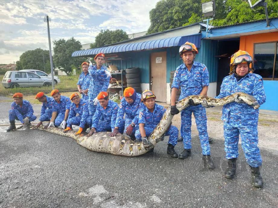 ANGGOTA APM Kubang Pasu memegang ular sawa batik sepanjang lebih 16 meter dan beratnya hampir 200 kg. FOTO Zuliaty Zulkiffli