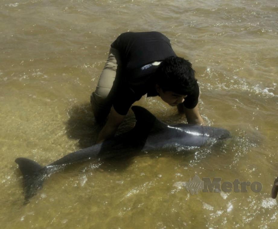 PENUNTUT Universiti Malaysia Terengganu, Mohd Nur Aiman Suhami menyelamatkan ikan lumba-lumba yang terdampar di Pantai Tanjung Gelam, Kuala Nerus, semalam. FOTO Ihsan UMT