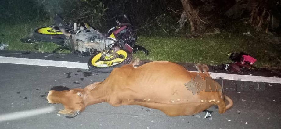 KEMALANGAN yang menyebabkan dua rakan parah selepas motosikal dinaiki merempuh seekor lembu di Kilometer 4, Jalan Kuala Pueh-Payang Kayu. FOTO Ihsan PDRM
