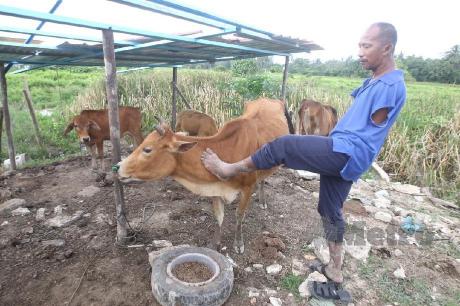 RAHIM meninjau ternakan lembunya. FOTO Zaman Huri Isa