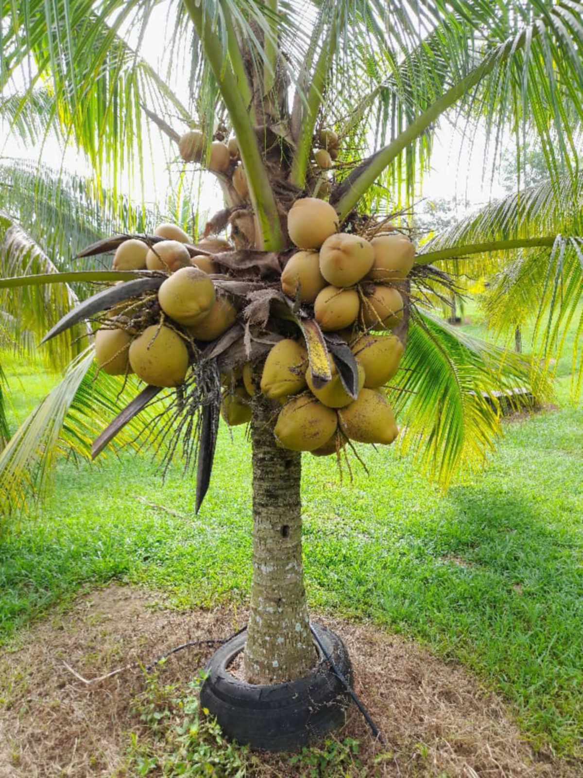 SAIZ pokok juga tidak terlalu tinggi memudahkan pengusaha kelapa memetik buah.