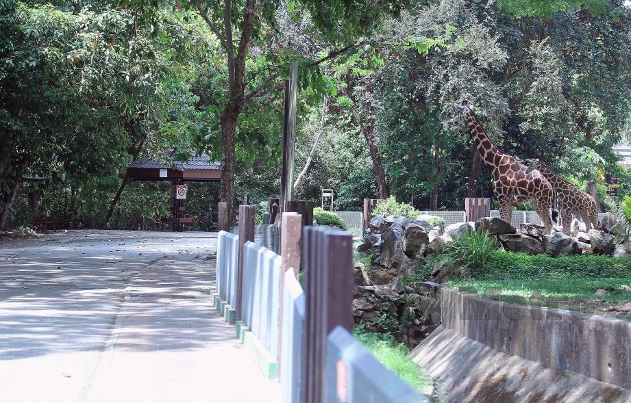 ZIRAFAH  di Zoo Negara. FOTO Saifullizan Tamadi