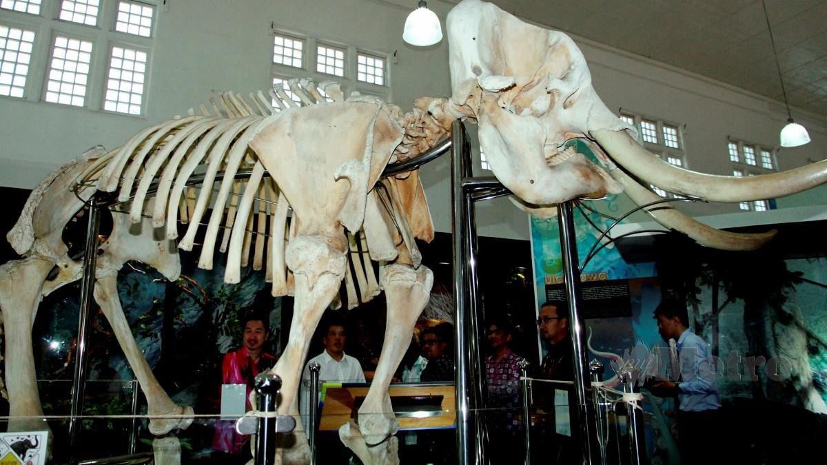 Orang ramai menyaksikan pameran haiwan yang diawet pada Majlis Perasmian Pameran Zoologi Seni Taksidermi (seni atau kaedah mengawet spesimen haiwan) di Muzium Perak, Taiping hari ini. FOTO Bernama