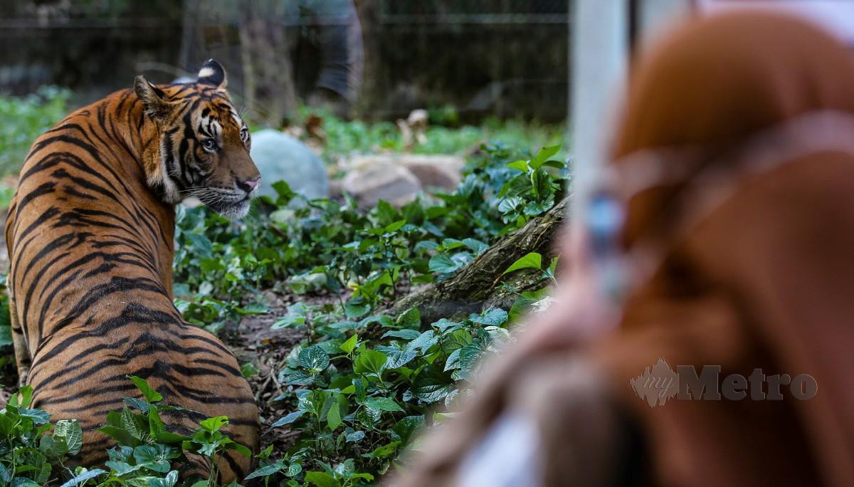 ZOO Negara menyambut kelahiran harimau Malaya, Wira dan Hebat di Pusat Konservasi dan Pameran Giant Panda, Zoo Negara. FOTO Fariz Iswadi Ismail