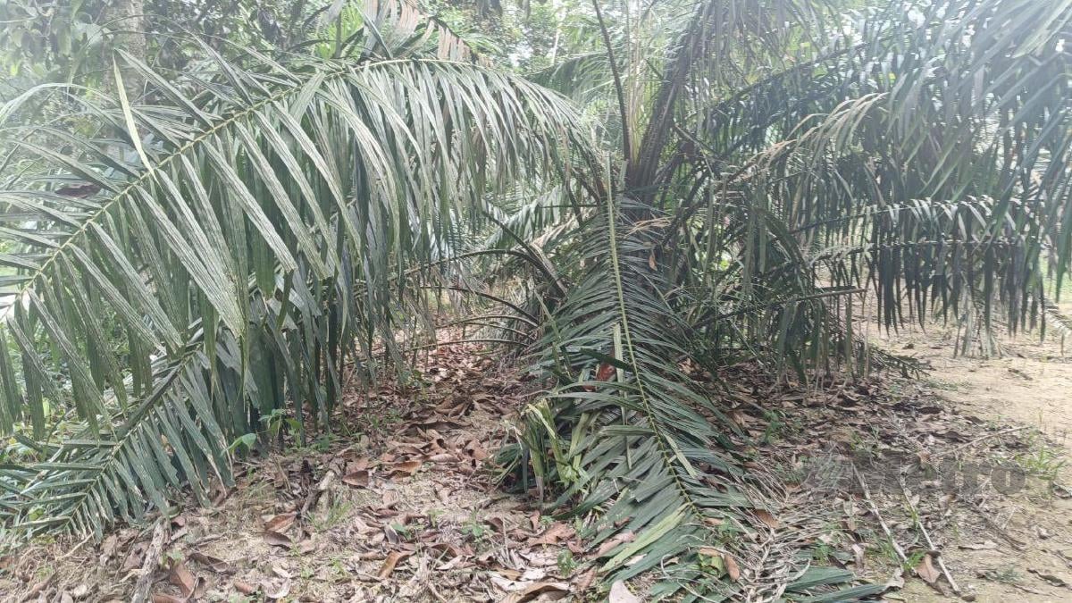Kesan pokok kelapa sawit yang dipercayai dirosakkan haiwan liar seperti Babi hutan di Kampung Padang Ubi, Labu Besar tidak jauh dari lokasi rumah dua beradik yang kritikal akibat makan keropok beracun. FOTO ZULIATY ZULKIFFLI