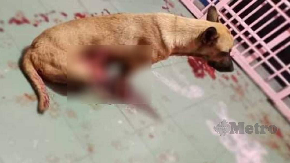 Keadaan anjing yang dicederakan dengan kejam sebelum mati. FOTO FB Persatuan Haiwan Malaysia