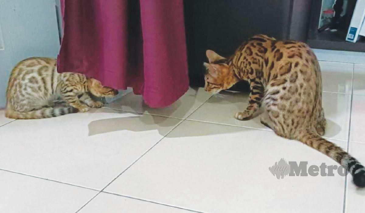 KELETAH yang nakal menjadikan kucing bengal sentiasa mendapat perhatian peminat kucing.