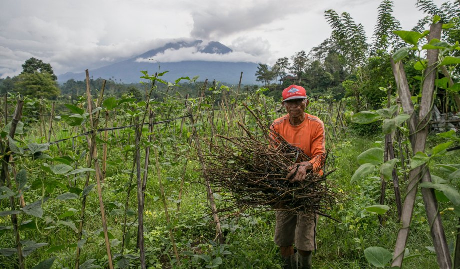 SEORANG petani tetap terus mengusahakan ladangnya walau Gunung Agung memuntahkan abu dan asap di Karangasem, Bali.  FOTO EPA  
