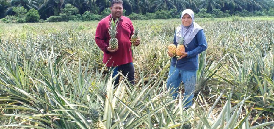 Adi (kiri) dan isteri mengusahakan tanaman nenas di Marang. FOTO Malik Muhamad 
