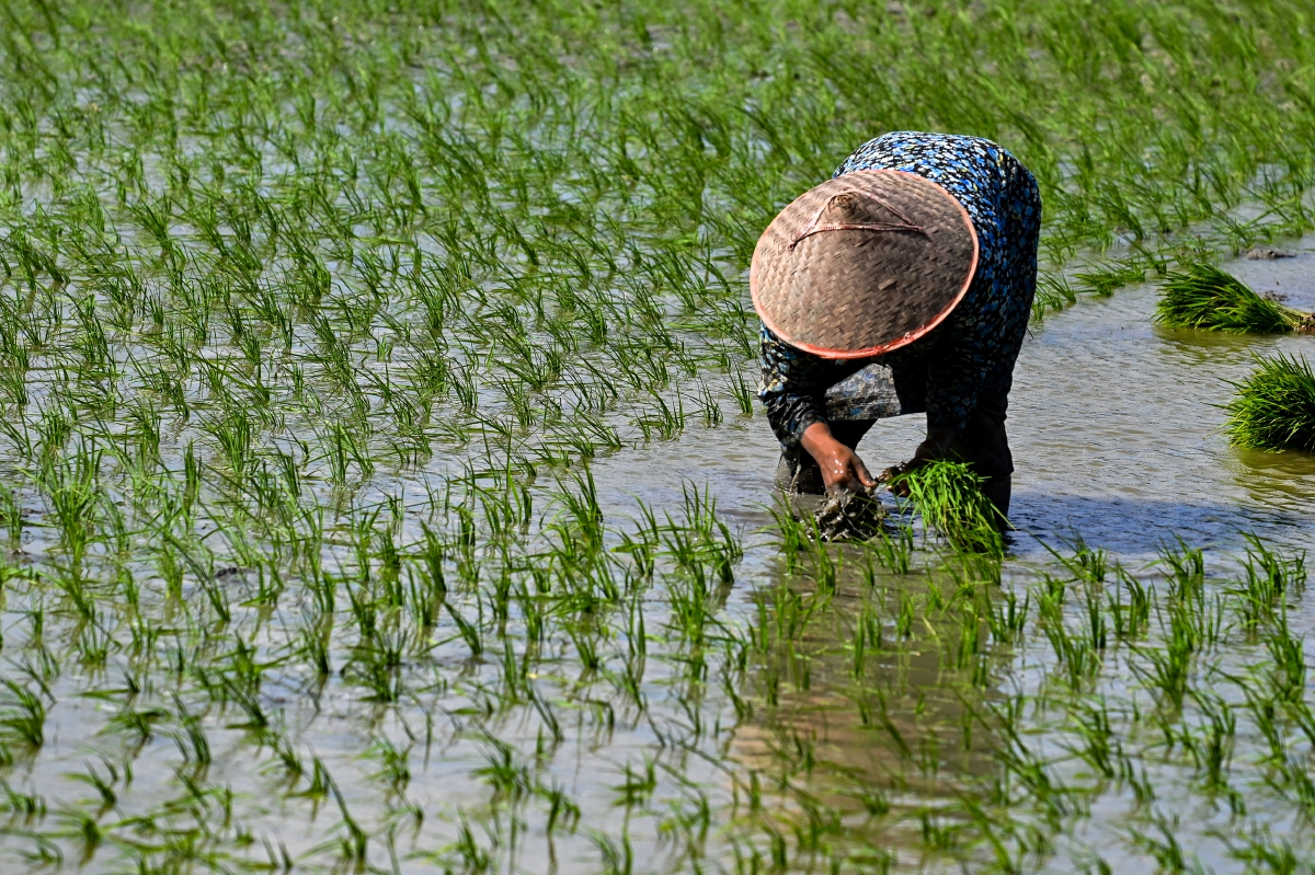 Pesawah menanam padi di Lambaro, Aceh. - FOTO AFP