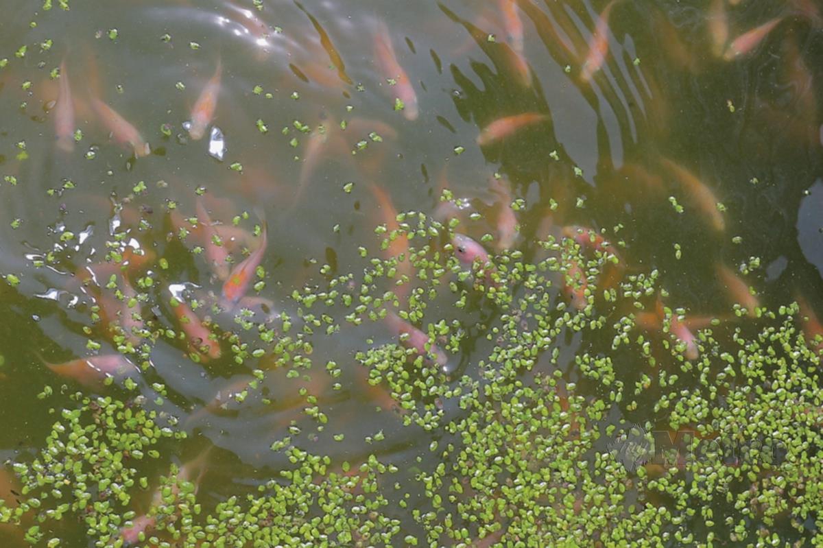 TANAMAN air, duckweed dapat membersihkan kolam dan menjadi makanan ikan.