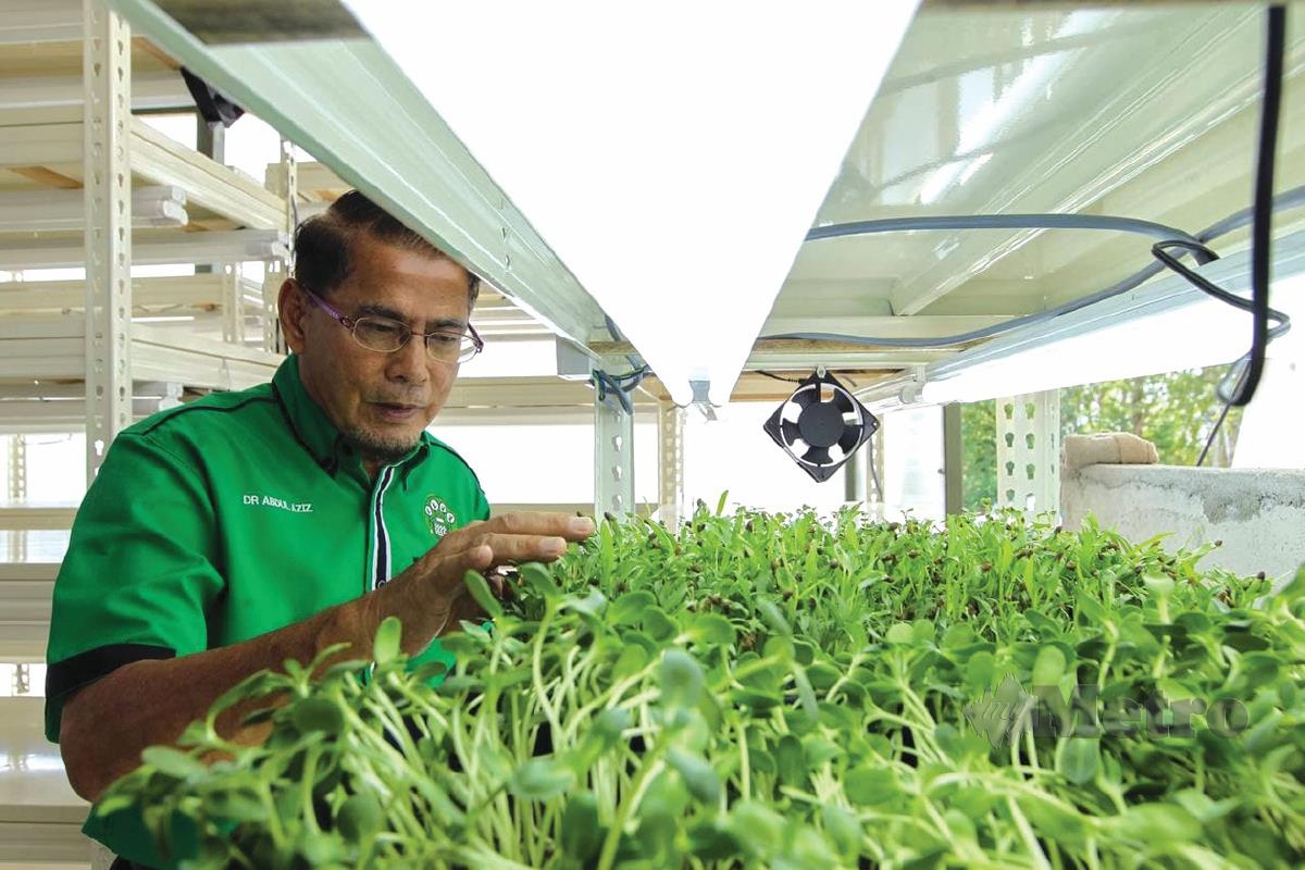 ABDUL Aziz menunjukkan satu lagi produk pertanian iaitu tanaman 'microgreen'. 
