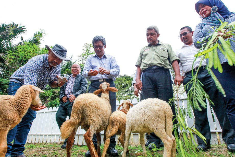 MOHAMAD Roff (tiga dari kiri) memberi makan kepada ternakan kambing 