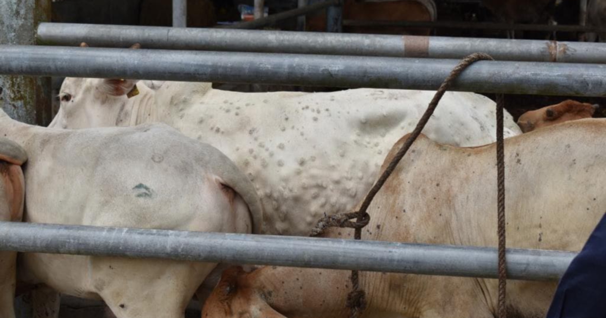 Kulit lembu penyakit Malaysia Gantung