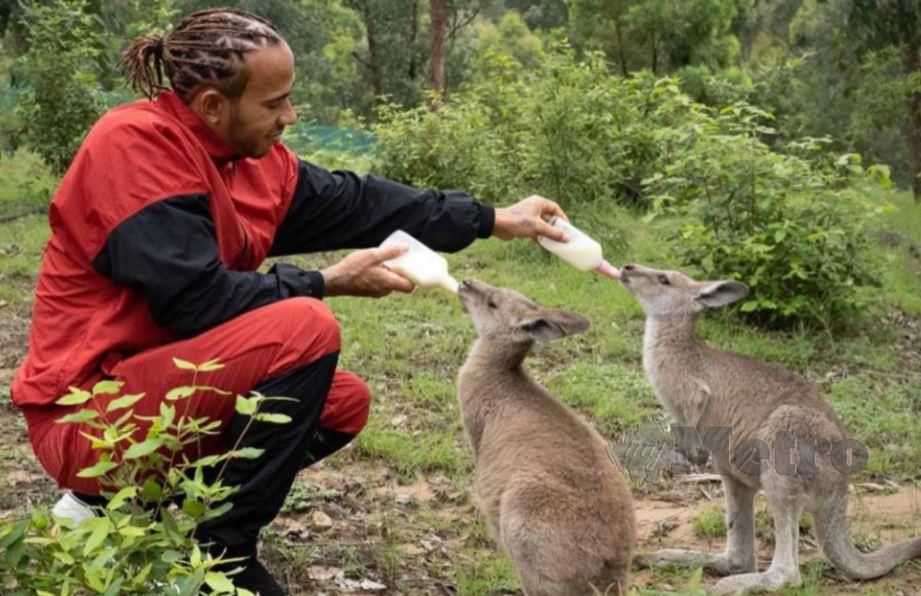 Hamilton menyuapkan susu kepada anak kangaroos. FOTO Agensi