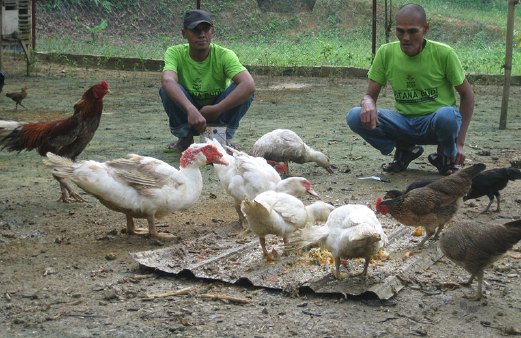 DUA penghuni Astana Budi mengusahakan ternakan ayam kampung dan itik.
