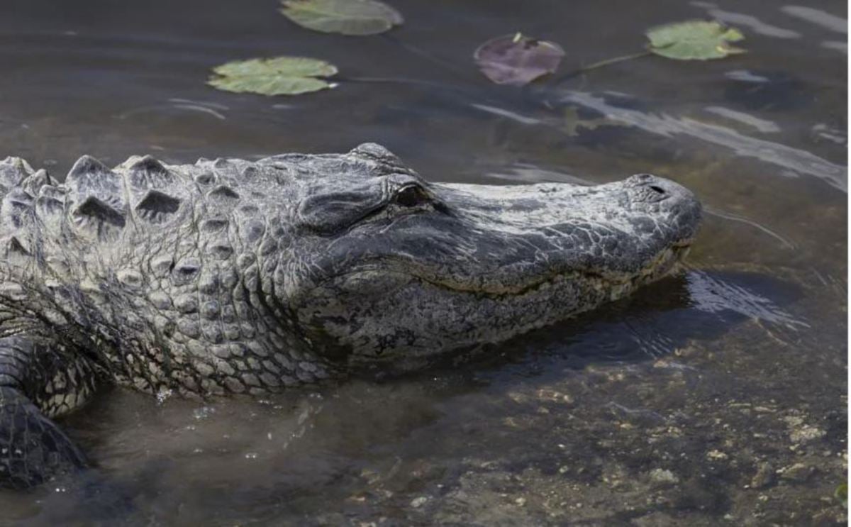 SERANGAN aligator pertama menyebabkan kematian di Florida sejak 2019. FOTO AFP 