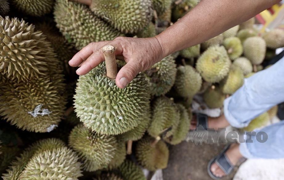 KAEDAH memilih durian yang elok ialah dengan melihat tangkainya untuk memastikan ia segar. FOTO Azrul Affandi Sobry