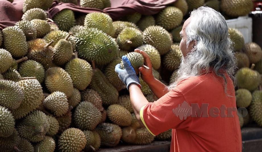 DURIAN Kampung Sungai Lui setanding durian klon dari tempat lain. FOTO Azrul Affandi Sobry