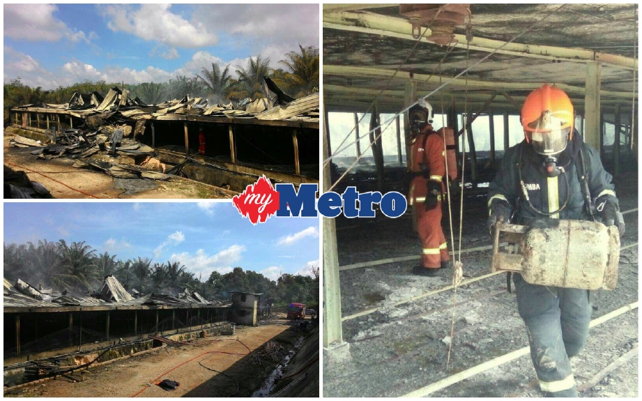 Keadaan reban yang terbakar mengakibatkan kerugian RM1 juta. FOTO Ihsan Bomba