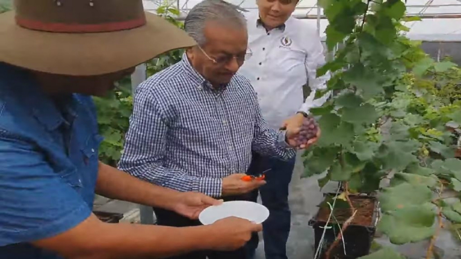 Dr Mahathir menunjukkan anggur yang dipetiknya ketika melawat Taman Agro Fertigasi di Jalan Mawar, Kampung Sungai Ramal di Kajang hari ini. Foto Ihsan Chedet Official